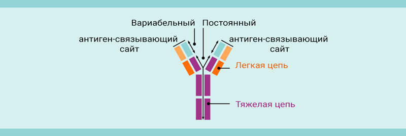 Антитела - подробно об их использовании в проточной цитометрии