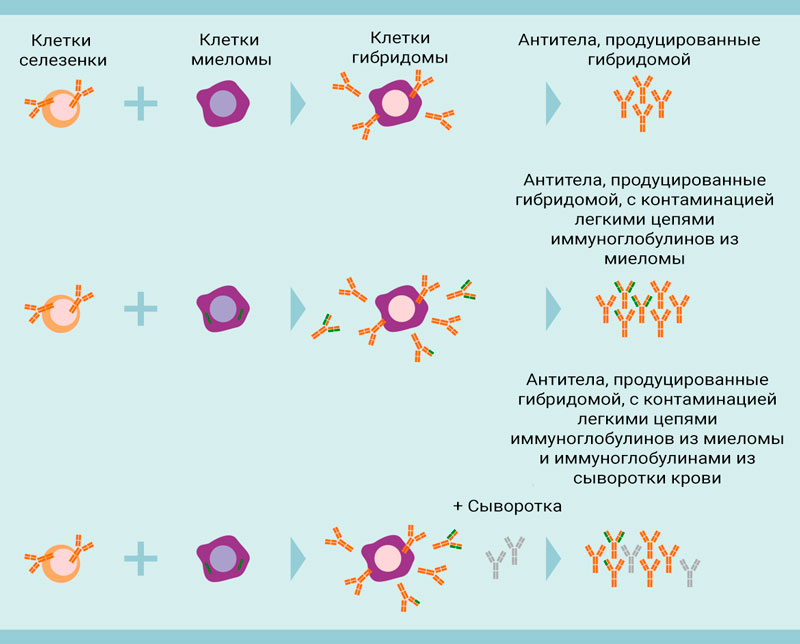 Технология гибридом. Моноклональные иммуноглобулины. Схема получения моноклональных антител in vitro. Методы получения моноклональных антител. Рекомбинантных моноклональных антител.