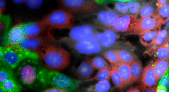 Cell Viability – Toxicology Assay