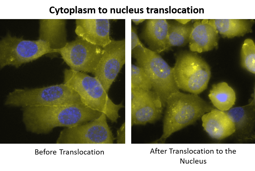 Cytoplasm to Nuclear Translocation Assay